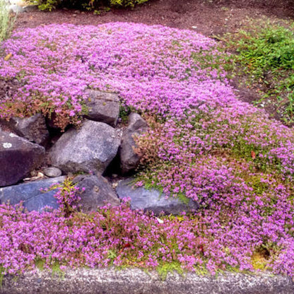 Ground Cover Thyme Seeds - Herbal Plant