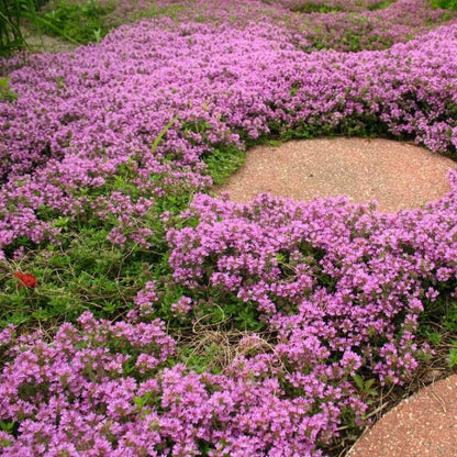 Ground Cover Thyme Seeds - Herbal Plant