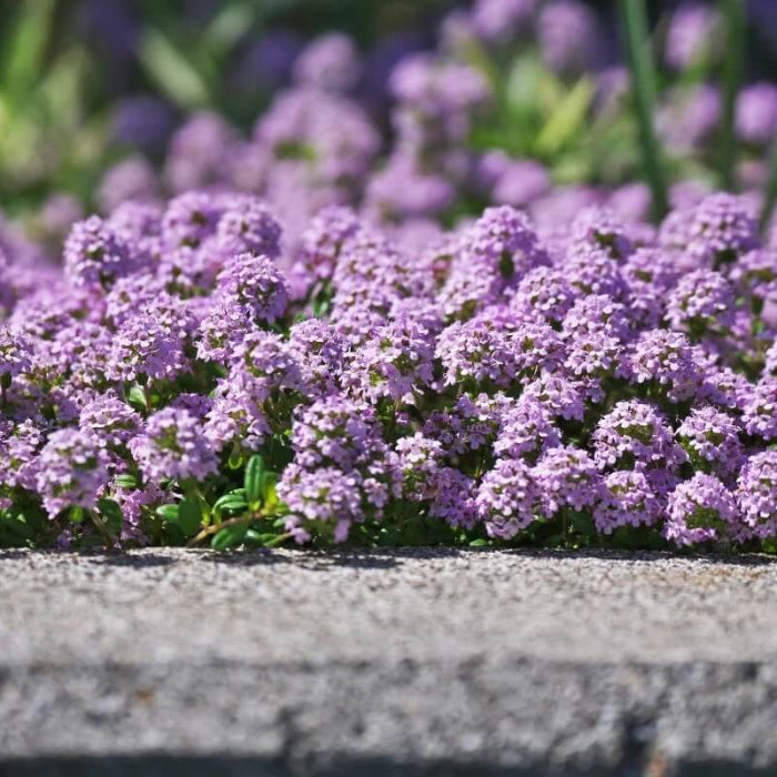 Ground Cover Thyme Seeds - Herbal Plant