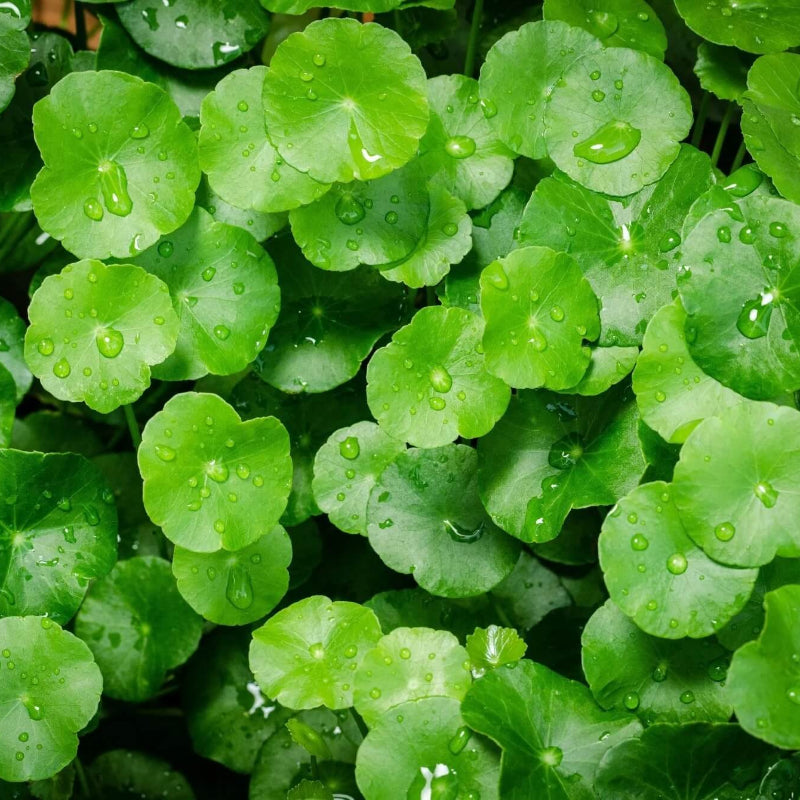 Groundcover Gotu Kola Seeds - Herbal Plant for Home Gardens