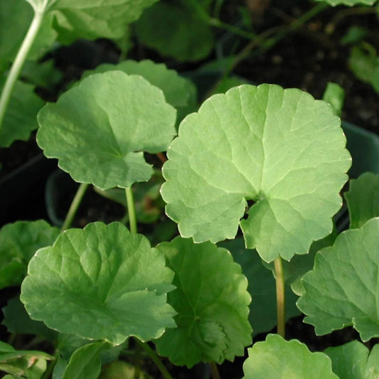 Groundcover Gotu Kola Seeds - Herbal Plant for Home Gardens