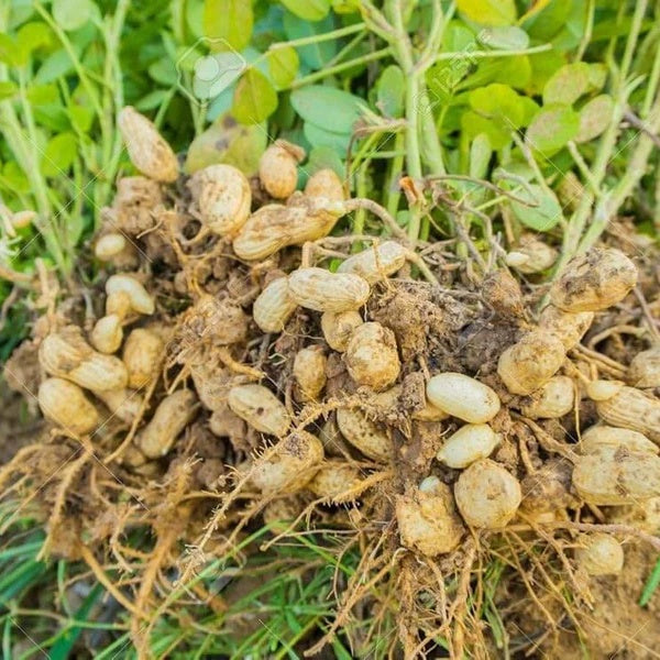 Groundnut Plant Seeds 