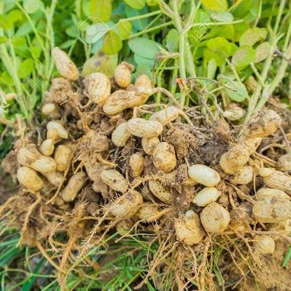Groundnut Plant Seeds 