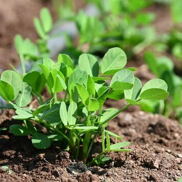 Groundnut Plant Seeds
