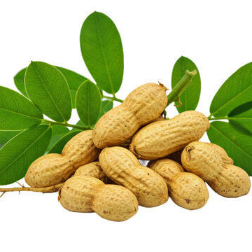 Groundnut Plant Seeds