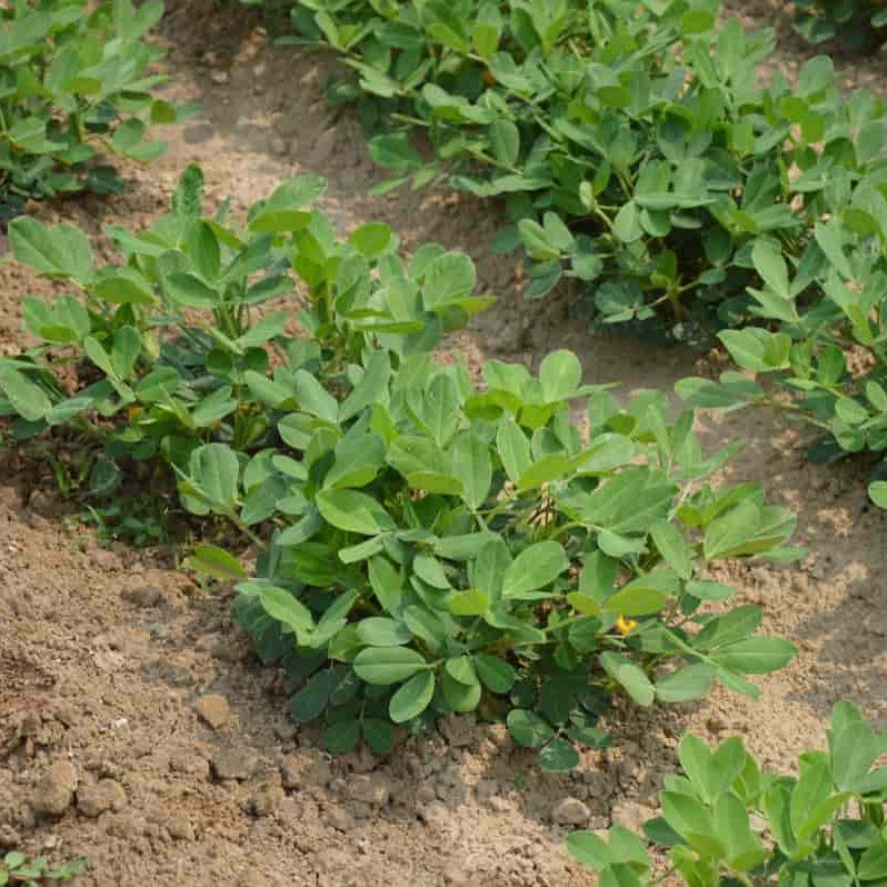 Groundnut Plant Seeds