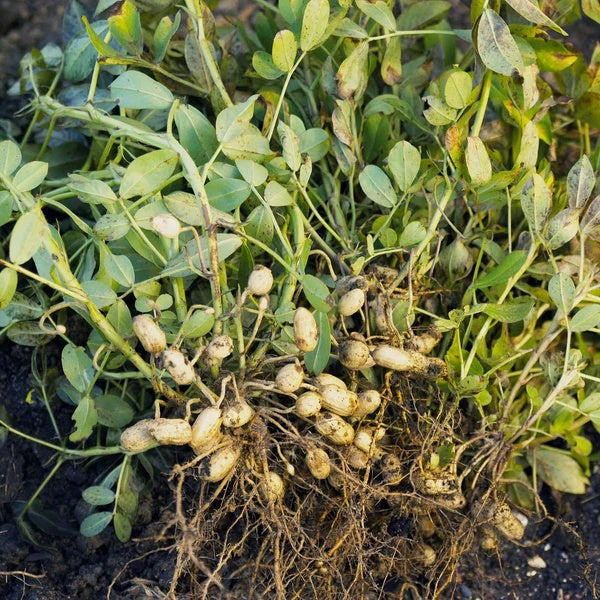Groundnut Plant Seeds 