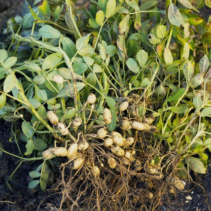 Groundnut Plant Seeds 