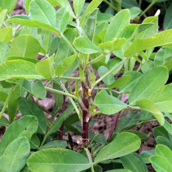 Groundnut Plant Seeds 