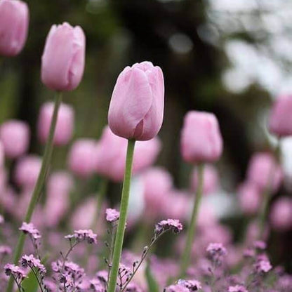 Grow Tulips at Home Garden Seeds
