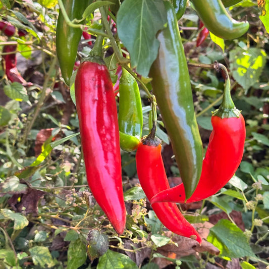 Guajillo Pepper Seeds  - Vegetable Plant