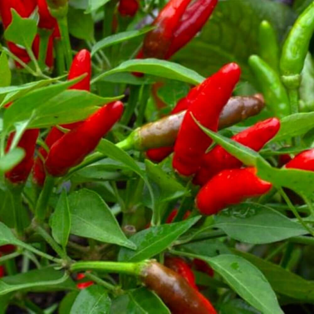 Guajillo Pepper Seeds  - Vegetable Plant