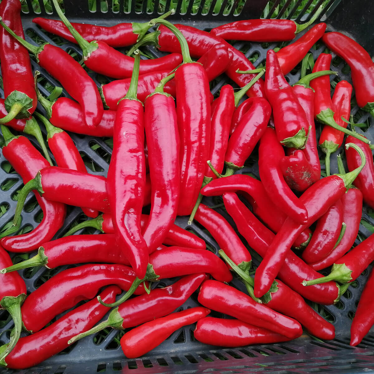 Guajillo Pepper Seeds  - Vegetable Plant