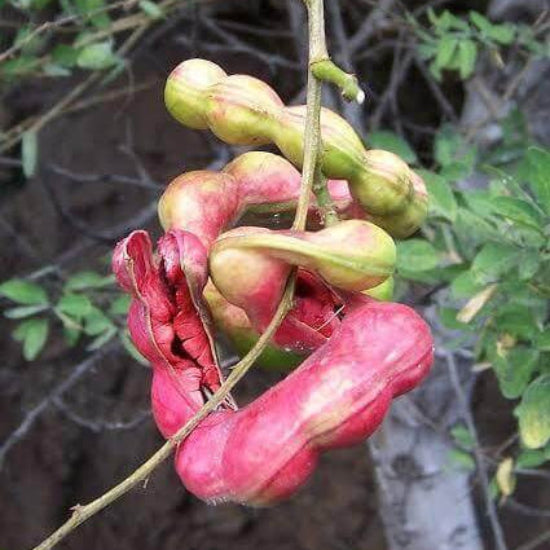 Guamuchiles Seeds