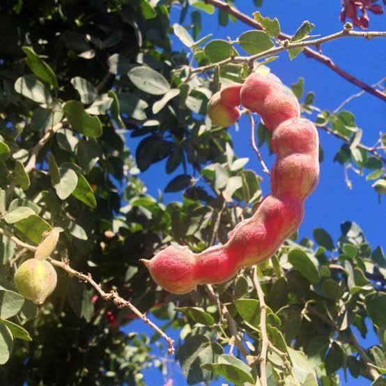 Guamuchiles Seeds