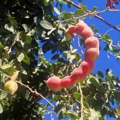 Guamuchiles Seeds