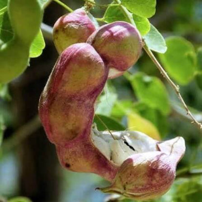 Guamuchiles Seeds