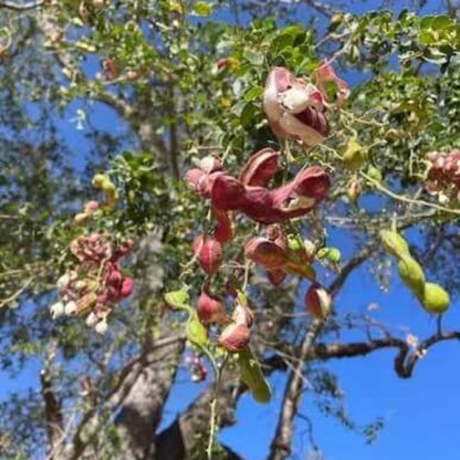 Guamuchiles Seeds