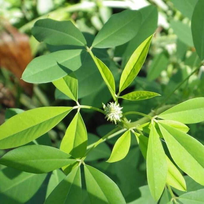 Guatemalan Chipilin Seeds 