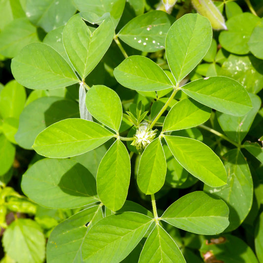 Guatemalan Chipilin Seeds 