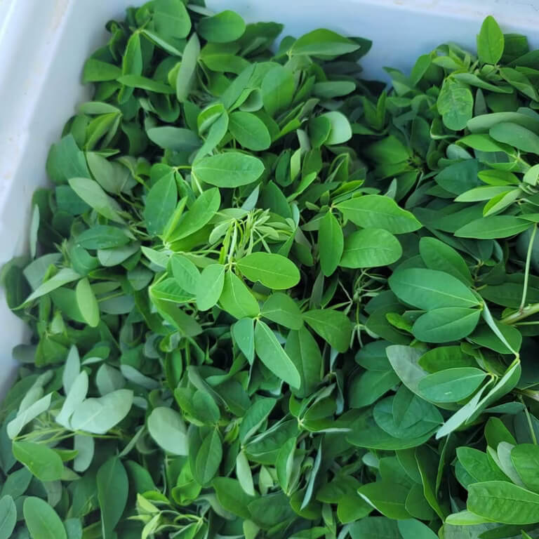 Guatemalan Chipilin Seeds 