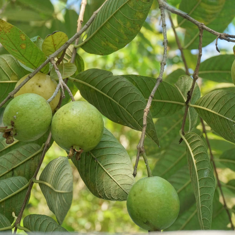 Guava Seeds