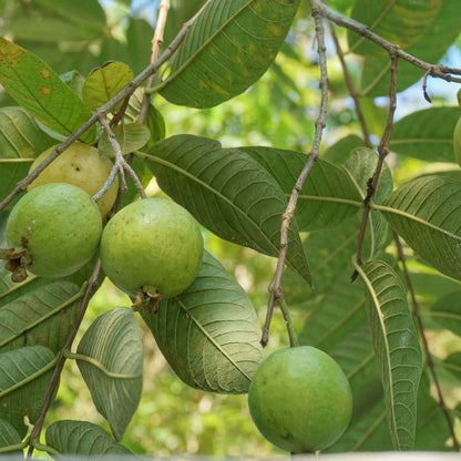 Guava Seeds
