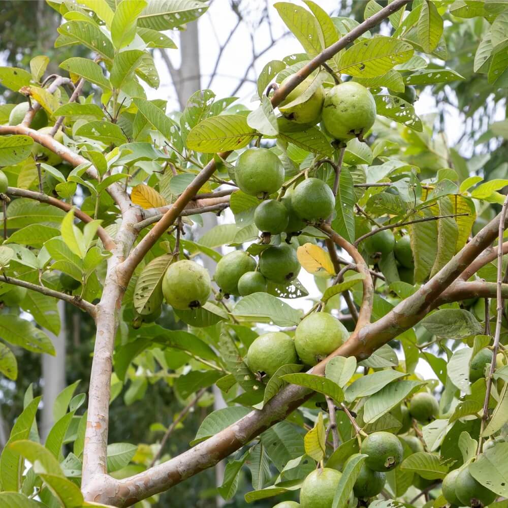 Guava Seeds