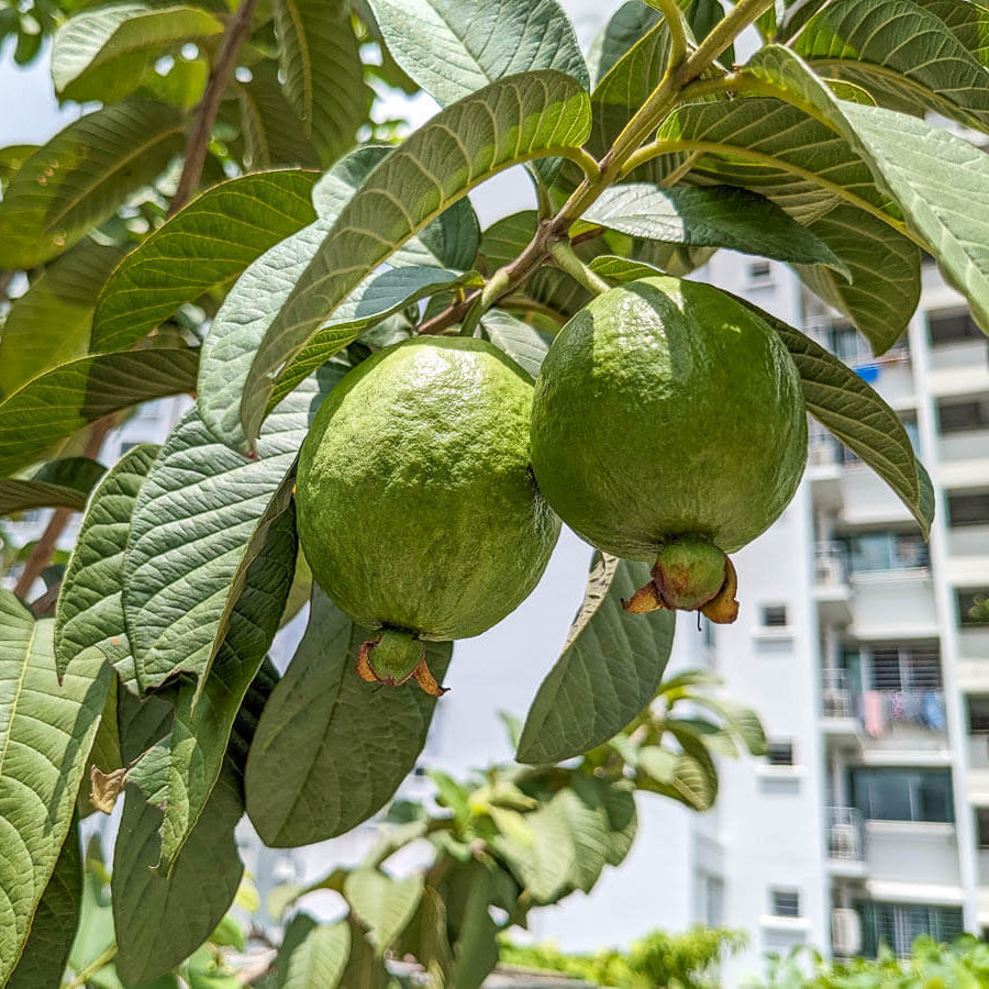 Guava Seeds