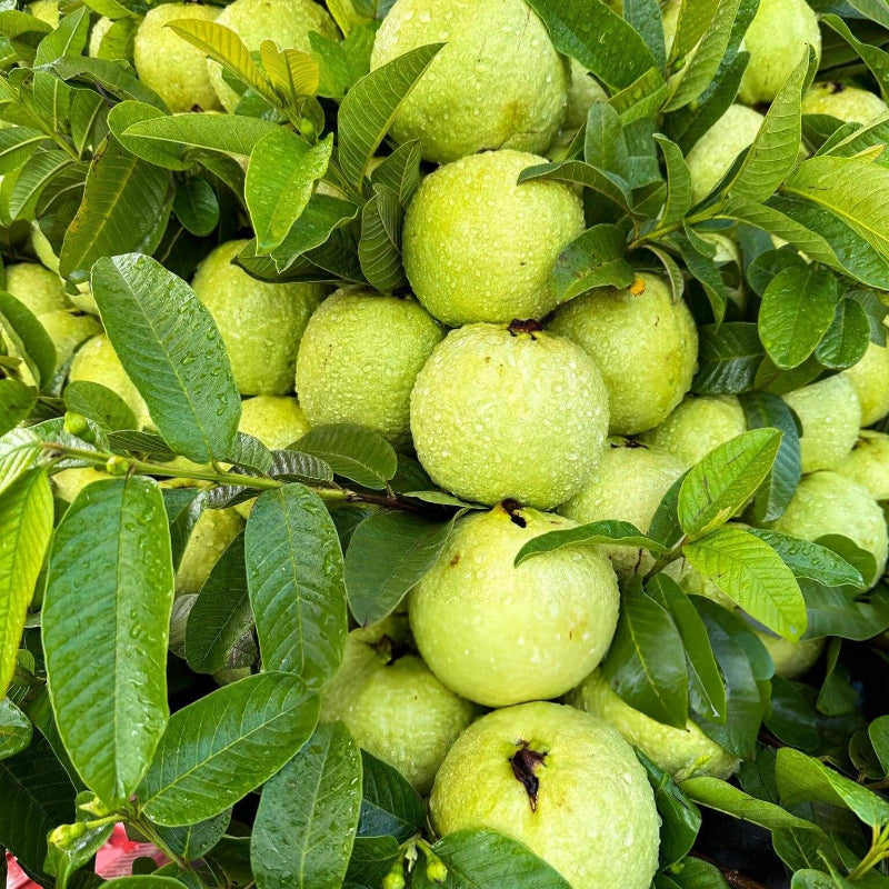 Guava Seeds