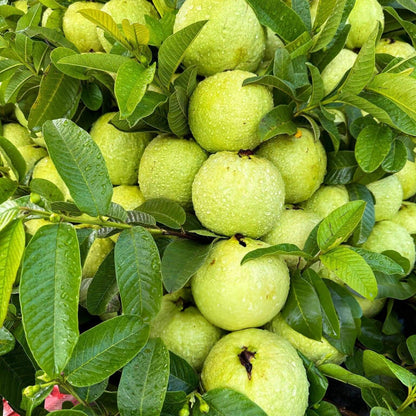 Guava Seeds