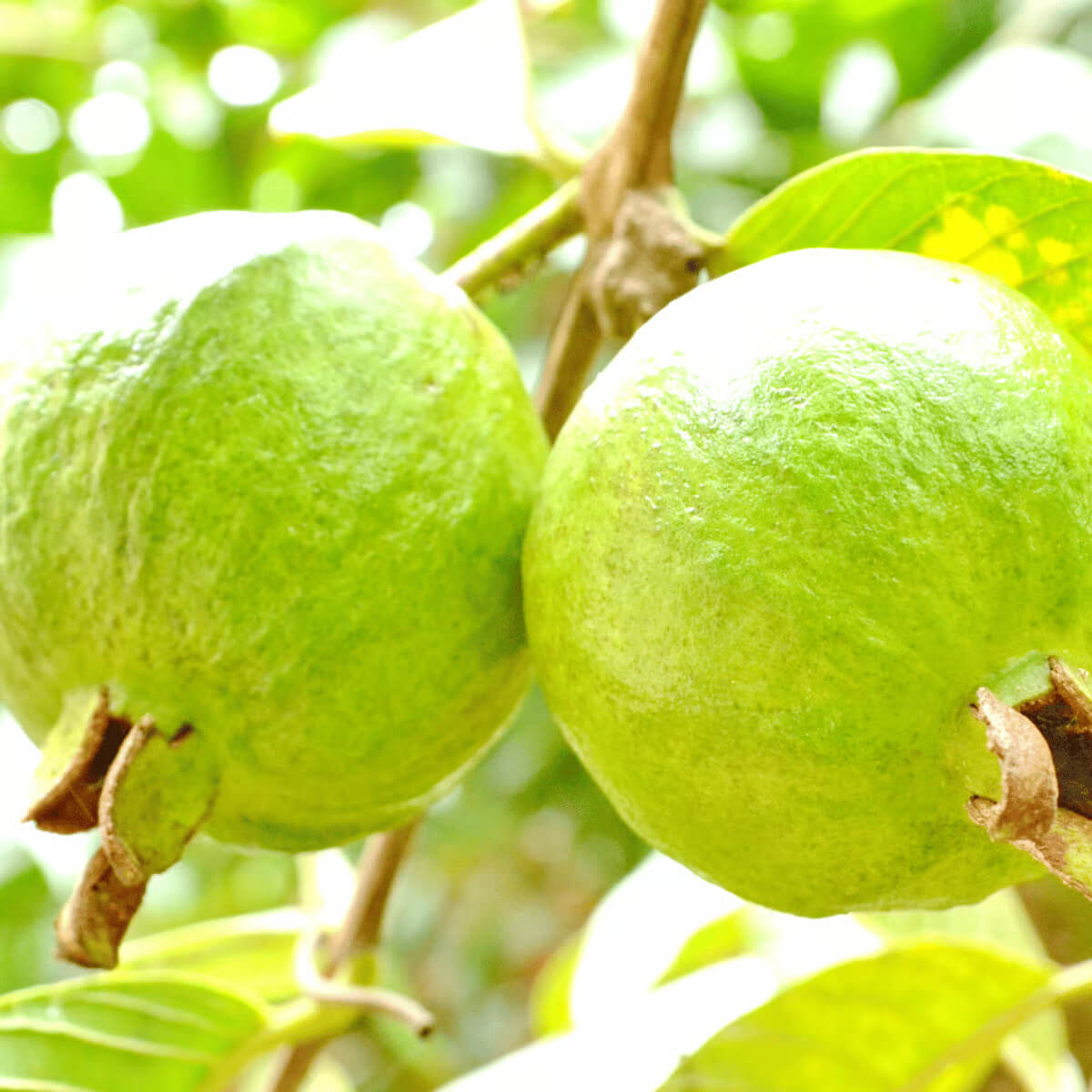 Guava Seeds - All In One For Home Gardens