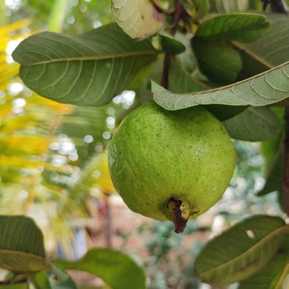 Guava Seeds - All In One For Home Gardens