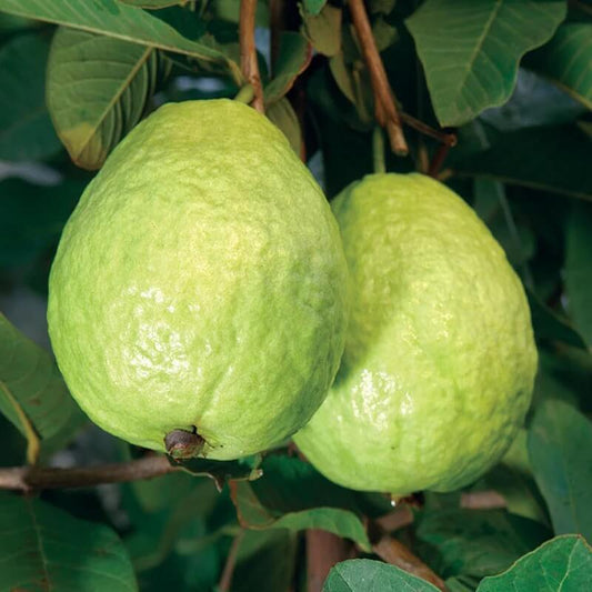 Guava Seeds - Fruit Plant for Home Gardens