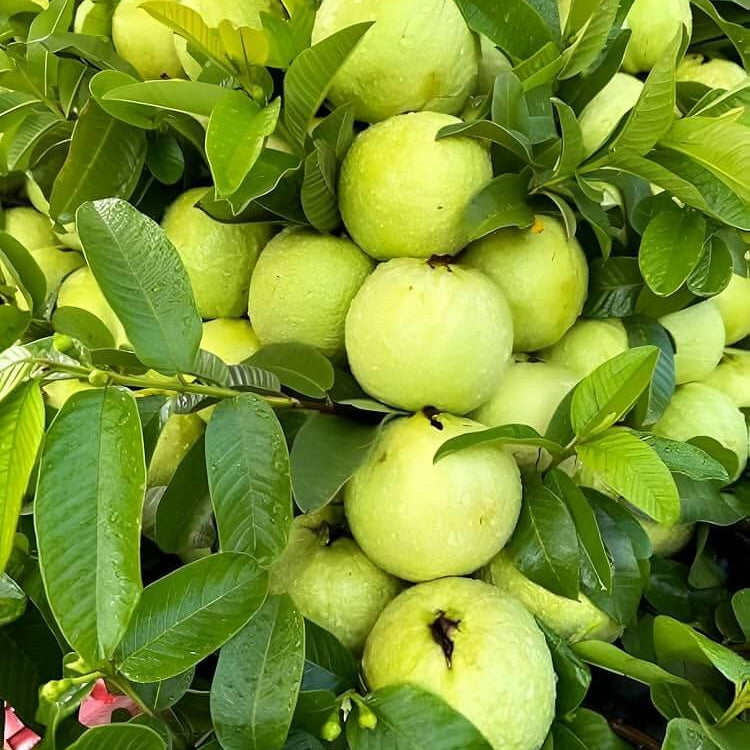 Guava Seeds - Fruit Plant for Home Gardens