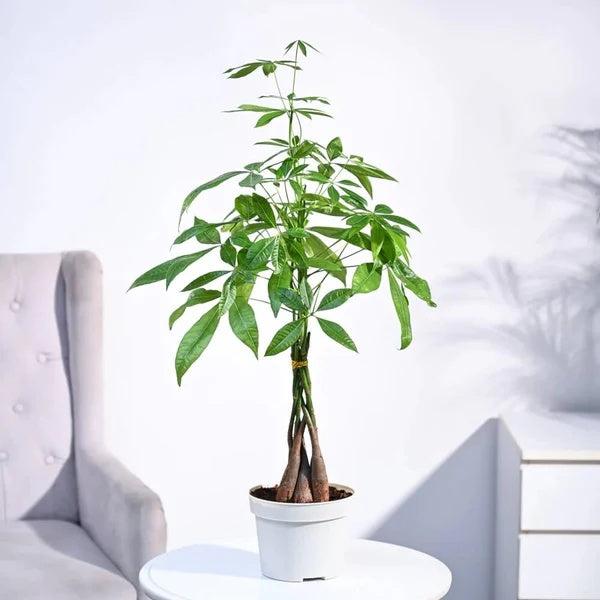 Guiana Chestnut Seeds - Flower Plant