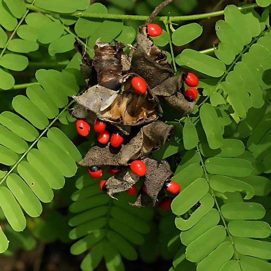 Gunja Seeds 