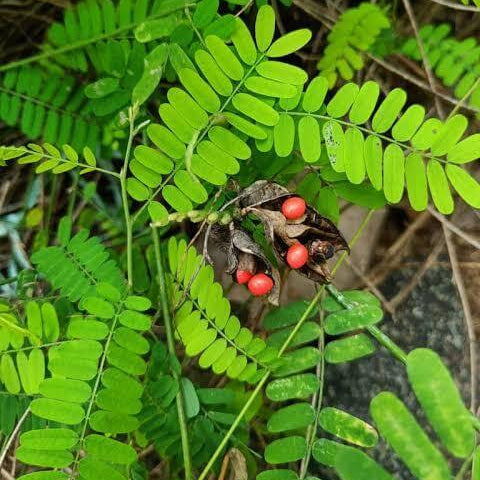 Gunja Seeds 