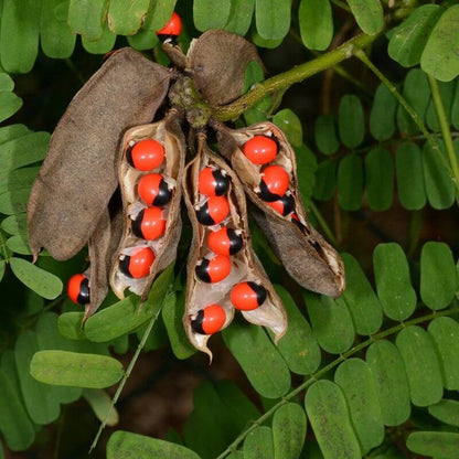Gunja Seeds 
