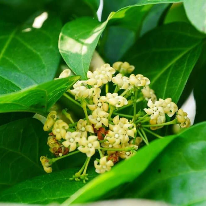 Gymnema Inodorum  Seeds