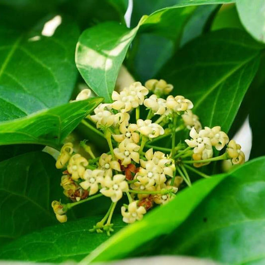 Gymnema Inodorum  Seeds