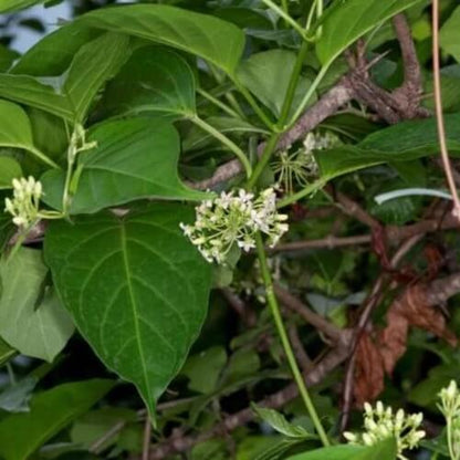 Gymnema Inodorum  Seeds