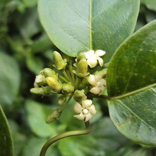 Gymnema Inodorum  Seeds