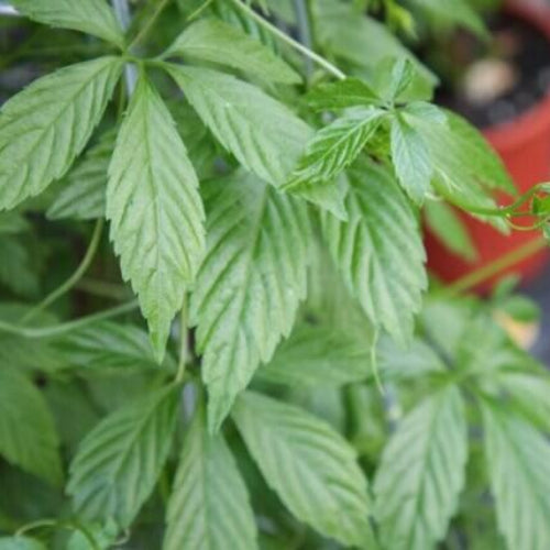 Gynostemma Pentaphyllum Seeds - Herbal Plant