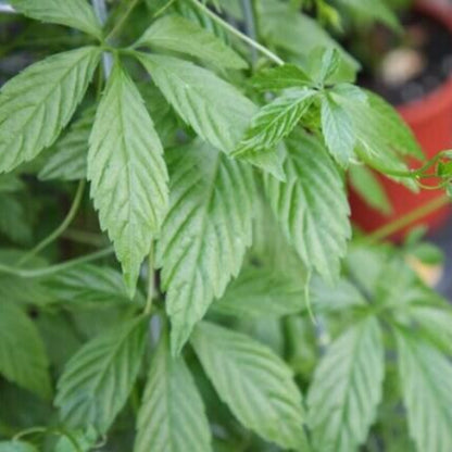 Gynostemma Pentaphyllum Seeds - Herbal Plant