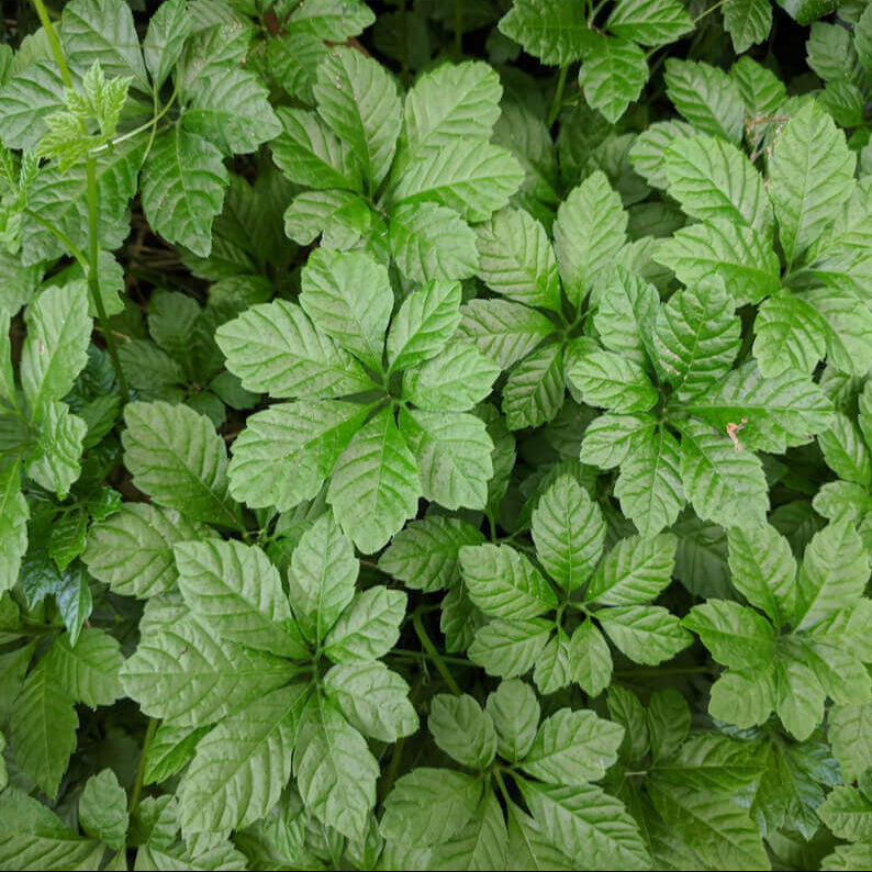 Gynostemma Pentaphyllum Seeds - Herbal Plant