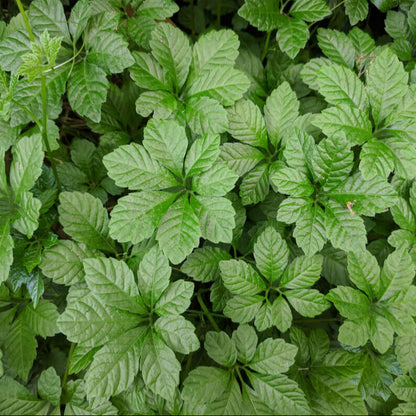 Gynostemma Pentaphyllum Seeds - Herbal Plant