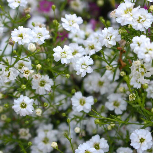 Gypsophila Seeds