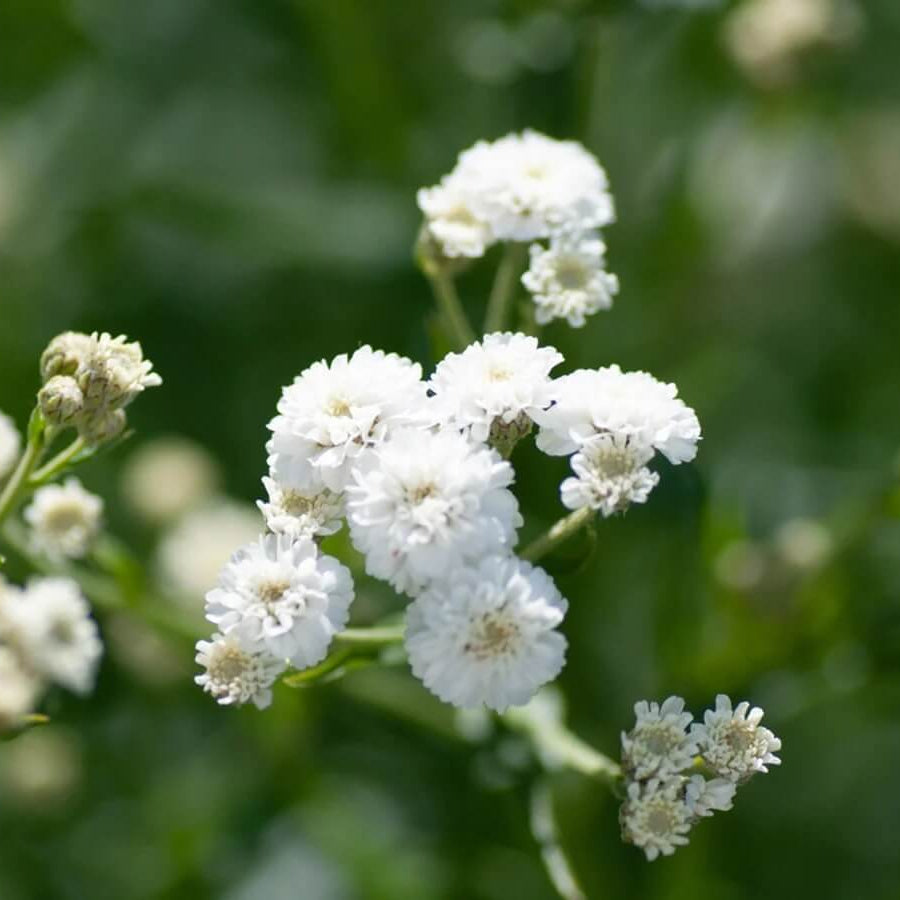 Gypsophila Seeds