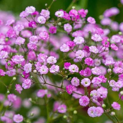 Gypsophila Seeds